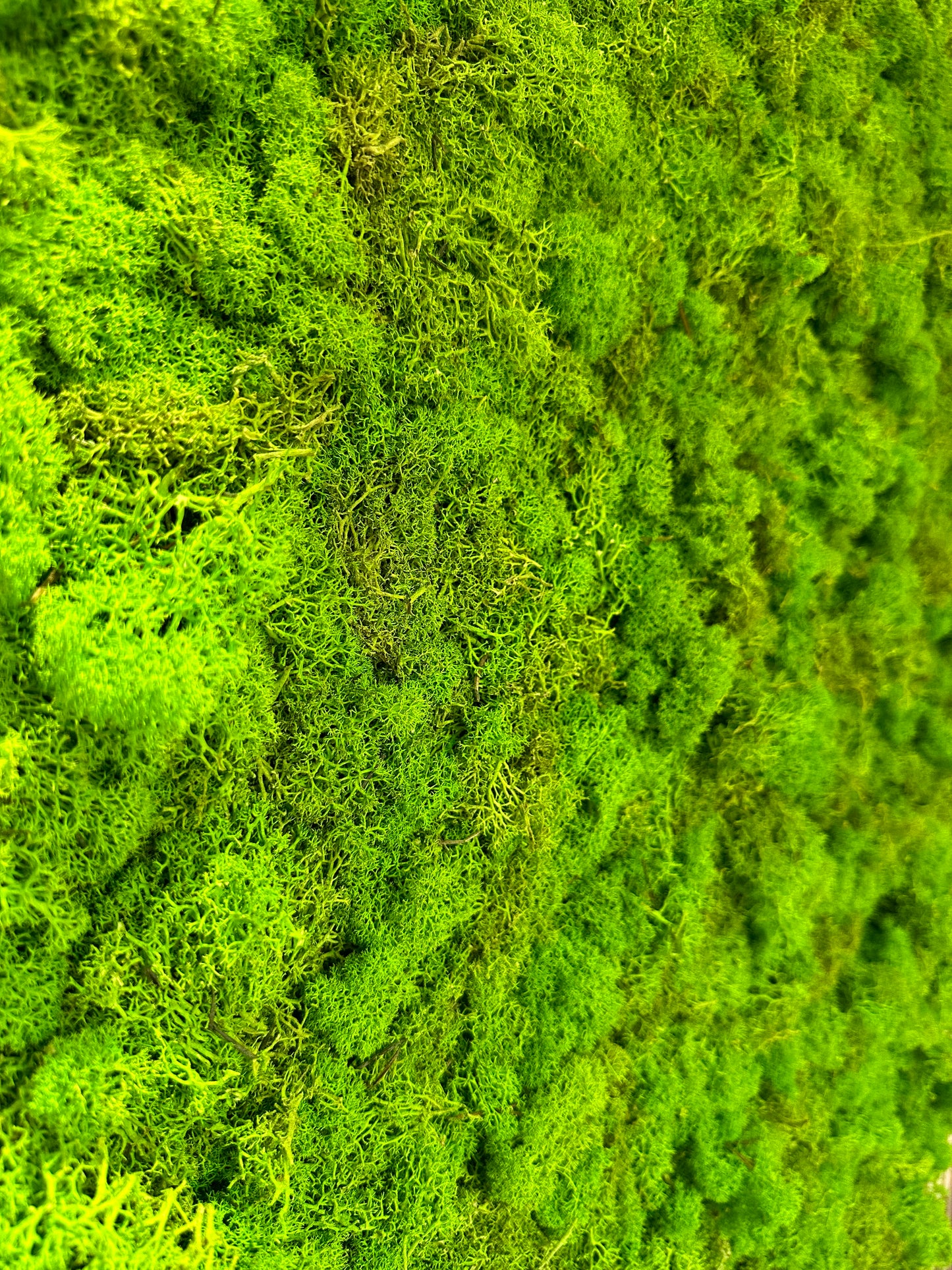 Giardino Verticale, Pannello da 1 metro quadrato in muschio e lichene nordico.